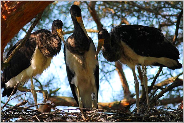 41_black_stork.jpg - Black Stork, Ciconia nigra, Crna roda, Location: Subotica, Serbia