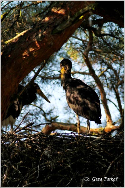 42_black_stork.jpg - Black Stork, Ciconia nigra, Crna roda, Location: Subotica, Serbia