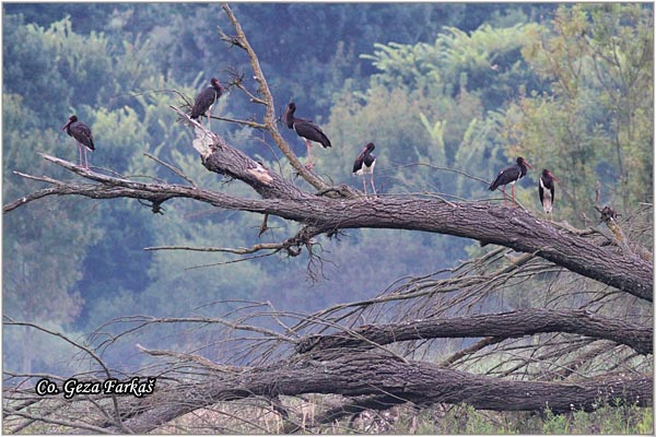 43_black_stork.jpg - Black Stork, Ciconia nigra, Crna roda, Location: Gornje podunavlje, Serbia