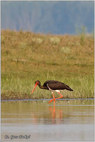 46_black_stork.jpg - Black Stork, Ciconia nigra, Crna roda, Location: Koviljski rit, Serbia