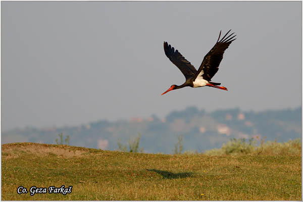 47_black_stork.jpg - Black Stork, Ciconia nigra, Crna roda, Location: Koviljski rit, Serbia