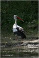 24_white_stork