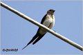 30_red-rumped_swallow