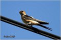 32_red-rumped_swallow