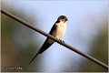 33_red-rumped_swallow