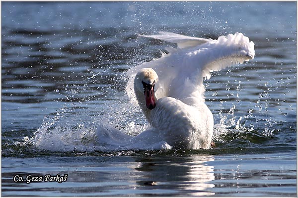 02_mute_swan.jpg - Mute Swan, Cygnus olor