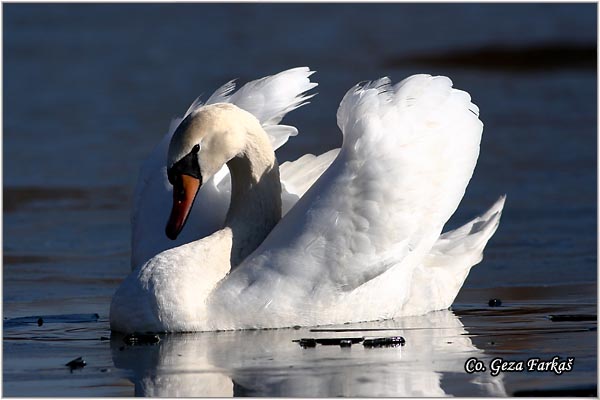 06_mute_swan.jpg - Mute Swan, Cygnus olor