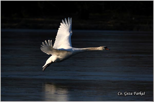 14_mute_swan.jpg - Mute Swan, Cygnus olor