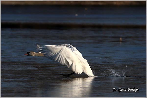 16_mute_swan.jpg - Mute Swan, Cygnus olor