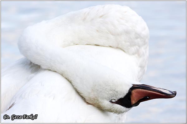 17_mute_swan.jpg - Mute Swan, Cygnus olor