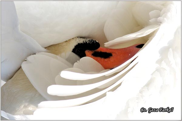 18_mute_swan.jpg - Mute Swan, Cygnus olor