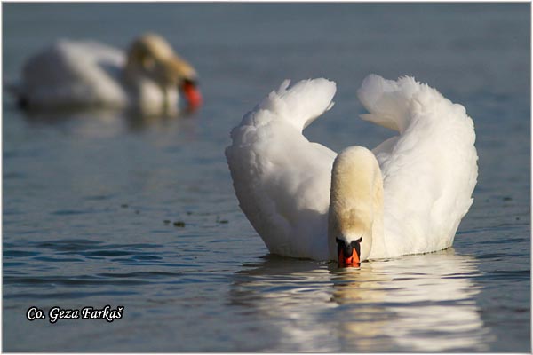 26_mute_swan.jpg - Mute Swan, Cygnus olor, Labud, Mesto - Location, Novi Sad, Serbia