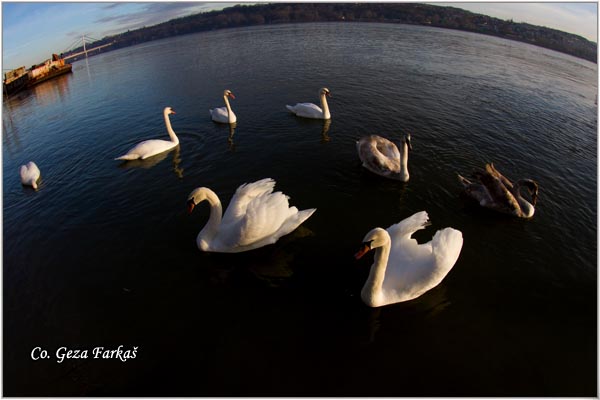 30_mute_swan.jpg - Mute Swan, Cygnus olor, Labud, Mesto - Location, Novi Sad, Serbia