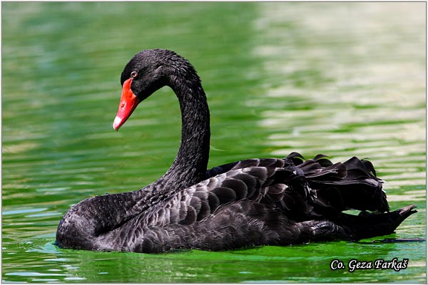60_black_swan.jpg - Black Swan, Cygnus astratus, Crni labud,  Captured bird