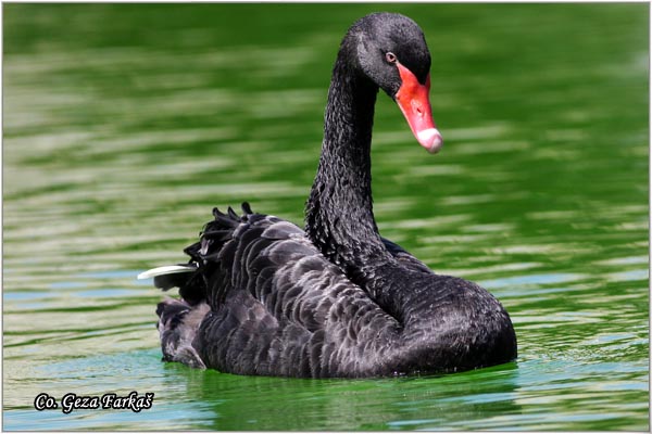 61_black_swan.jpg - Black Swan, Cygnus astratus, Crni labud,  Captured bird