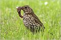 11_chats_thrushes