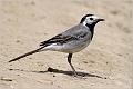 15_wagtails_larks