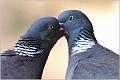 20_pheasants_pigeons