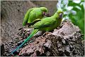 27_parrots