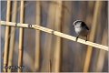 30_long-tailed_tit