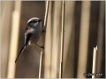 33_long-tailed_tit