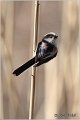 34_long-tailed_tit