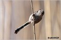 35_long-tailed_tit