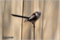 36_long-tailed_tit