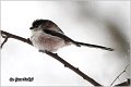 37_long-tailed_tit