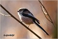 39_long-tailed_tit