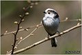 40_long-tailed_tit