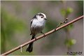 41_long-tailed_tit