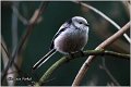 42_long-tailed_tit