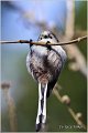 43_long-tailed_tit