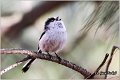 45_long-tailed_tit