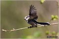 48_long-tailed_tit