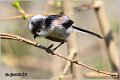 49_long-tailed_tit