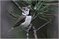 84_crested_tit