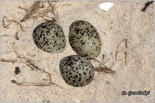 031_kentish_plover.jpg - Eggs of Kentish Plover, Charadrius alexandrinus, Mesto - Location: Hamamet, Tunisia
