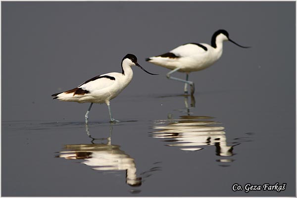 053_avocet.jpg - Avocet, Recurvirostra avosetta, Sabljarka, Mesto - Location: Rusanda, Serbia