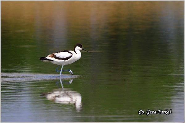 056_avocet.jpg - Avocet, Recurvirostra avosetta, Sabljarka, Mesto - Location: Slano kopovo, Serbia