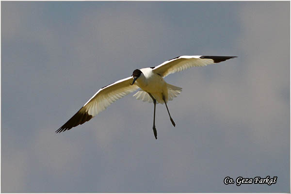 060_avocet.jpg - Avocet, Recurvirostra avosetta, Sabljarka, Mesto - Location: Rusanda, Serbia