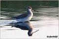 687_spotted_redshank