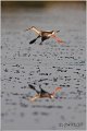 688_spotted_redshank