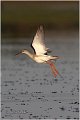 689_spotted_redshank