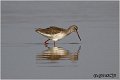 690_spotted_redshank