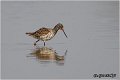 691_spotted_redshank