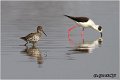 692_spotted_redshank