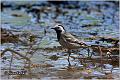 01_pied_wagtail