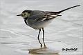 02_pied_wagtail